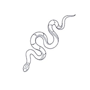 A cobra